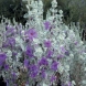 לבן-עלה (ליקופילום) - Leucophyllum