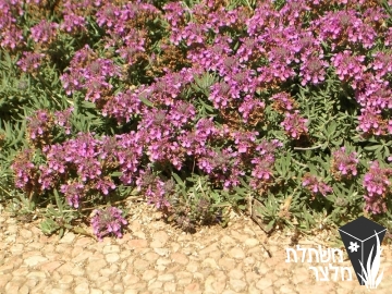 געדת - Teucrium