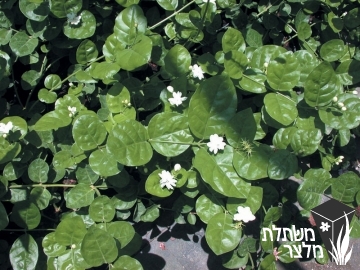 יסמין - Jasminum