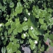 יסמין - Jasminum