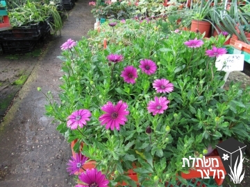 גרמית - Osteospermum