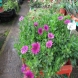 גרמית - Osteospermum