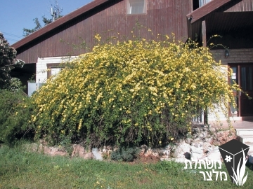 יסמין - Jasminum