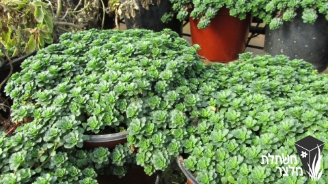 צורית - Sedum