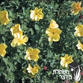 נר-לילה - Oenothera