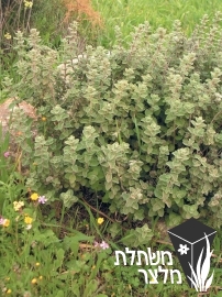 אזובית - 0riganum