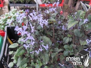 פלקטרנטוס - Plectranthus