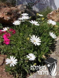 גרמית - Osteospermum