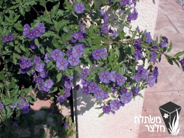 ליסאנתס - Lycianthes