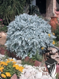 דרדר - Centaurea