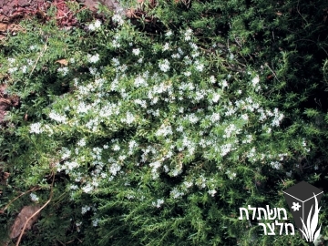 מיאופורון - Myoporum