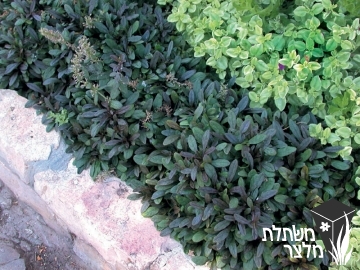 חד-שפה - Ajuga