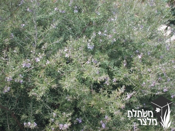 וסטרינגיה - Westringia