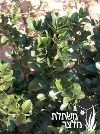 פלכון - Euonymus