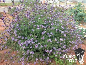 ורבנה - Verbena