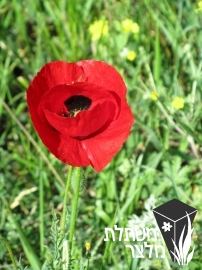 פרג - Papaver