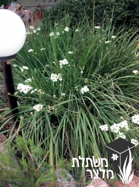 דיאטס - Dietes