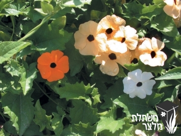 תונברגיה - Thunbergia