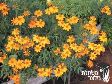 טגטס - Tagetes