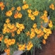 טגטס - Tagetes