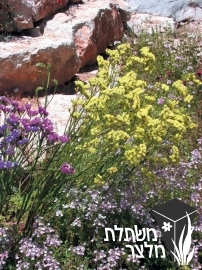 עדעד - Limonium