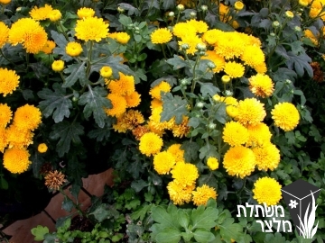 חרצית - Chrysanthemum