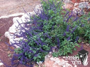מרווה - Salvia