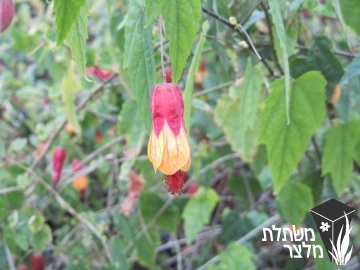 אבוטילון - Abutilon