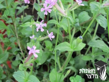 ציפורנית - Silene