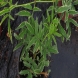 סמבוק - Sambucus