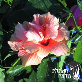 היביסקוס - Hibiscus