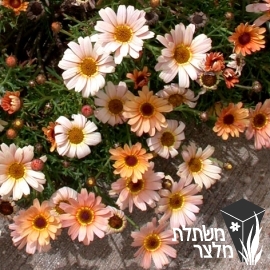 חרצית - Chrysanthemum