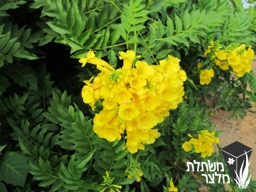 דק -פרי - Tecoma