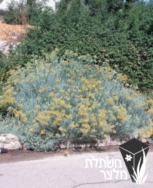 דם-המכבים - Helichrysum