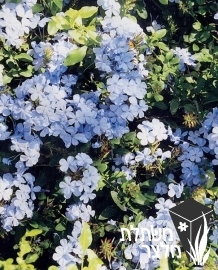 עופרית - Plumbago