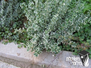 פלכון - Euonymus