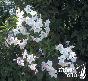 סולנום - Solanum