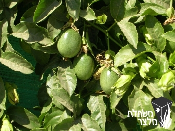 שעונית - Passiflora
