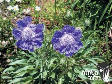 תגית - Scabiosa