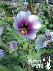 מעוג - Lavatera