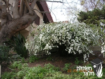 ספיראה - Spirea