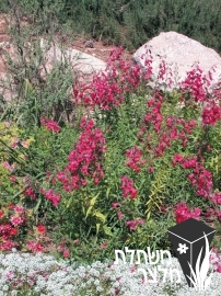 פנסטמון - Penstemon