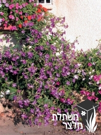 טבק - Nicotiana