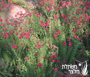 פשתה - Linum