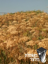 קריתמון - Crithmum