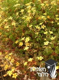 חמציץ - Oxalis