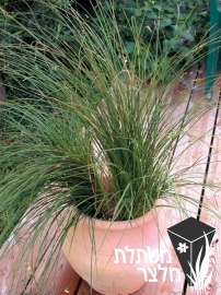 כריך - Carex