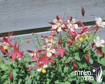 אקווילגיה - Aquilegia