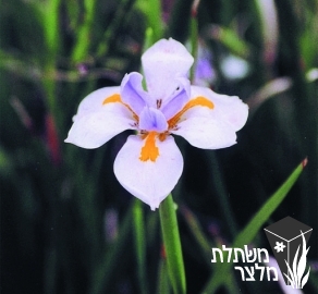 דיאטס - Dietes