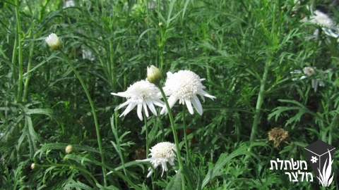 חרצית - Chrysanthemum